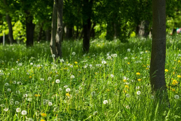 Zelená Tráva Květy Pampelišky Letním Parku — Stock fotografie