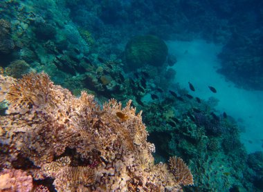 Tropikal Mercan Resifi