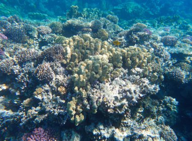 Tropikal Mercan Resifi