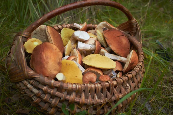 Pilze im Weidenkorb — Stockfoto