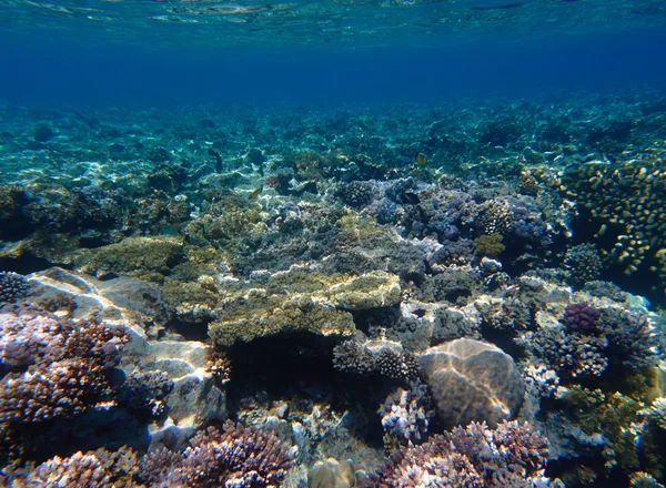 Tropický korálový útes — Stock fotografie