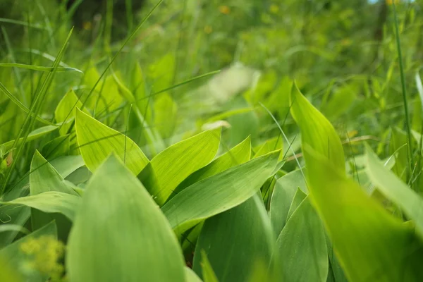 夏の日の緑の草の牧草地 — ストック写真