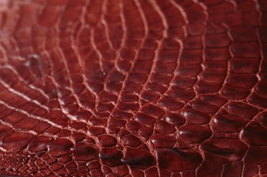 Timsah deri arka plan