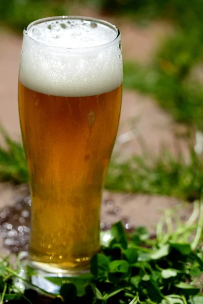 Glas kaltes Bier — Stockfoto