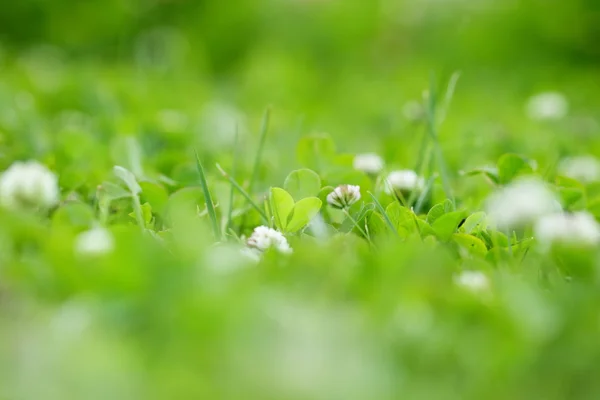 Маленькі білі квіти — стокове фото