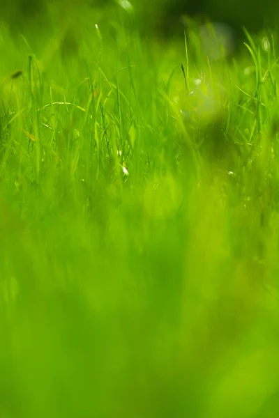 晴れた日にカラフルな緑の草 — ストック写真