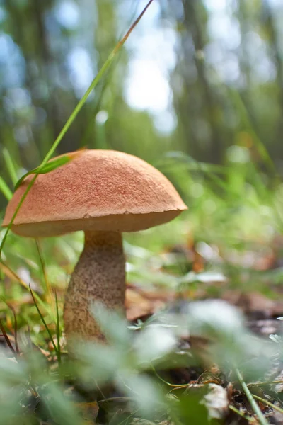 Single brown mushroom — Stock Photo, Image