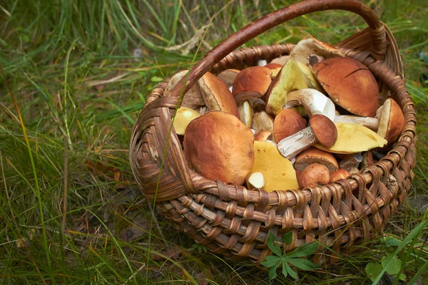 Champiñones en canasta de mimbre —  Fotos de Stock