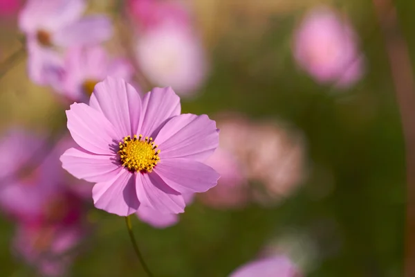 Flores cosmos coloridos — Foto de Stock