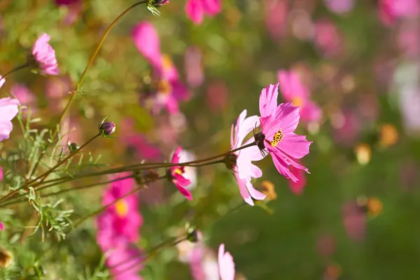 Colorful cosmos flowers — Stock Photo, Image