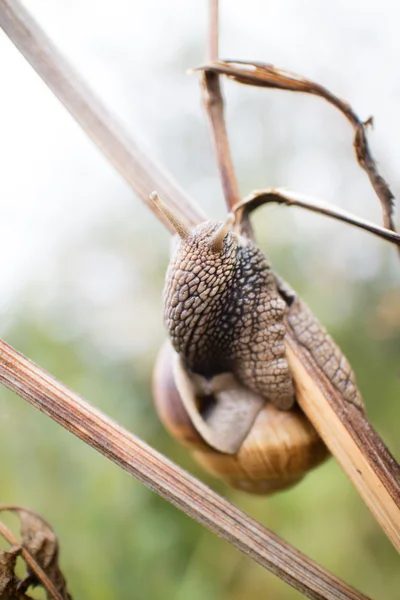 Slak op de boom — Stockfoto