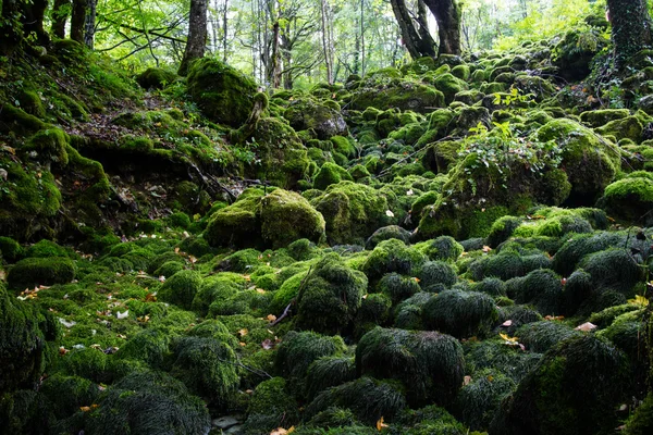 Green Moss Covered Stones Forest Sunny Day — Stock Photo, Image