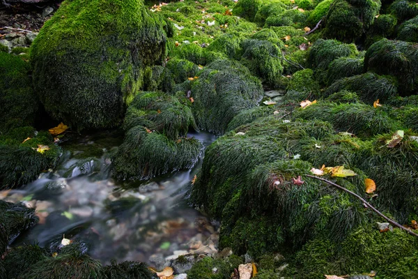 Bellissimo ruscello in movimento sfocato — Foto Stock