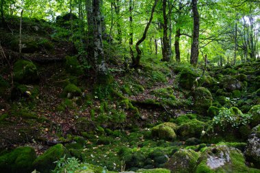 güneşli bir gün, güzel yeşil orman