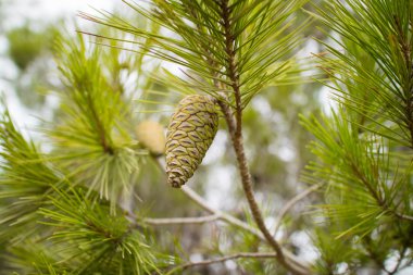 çam kozalakları dalı