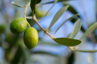 yaz güneşi altında yeşil zeytin ağacı