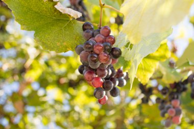 olgunlaşmış üzümler Şubesi