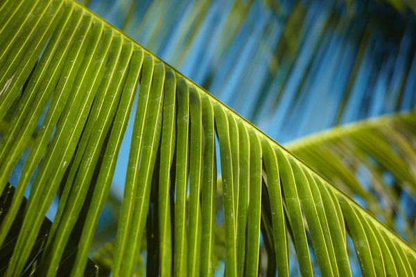 Hojas Palma Verde Bajo Sol Verano — Foto de Stock