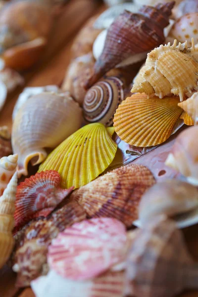 Verschillende shells close-up — Stockfoto