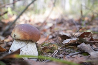 Tek kahverengi mantar