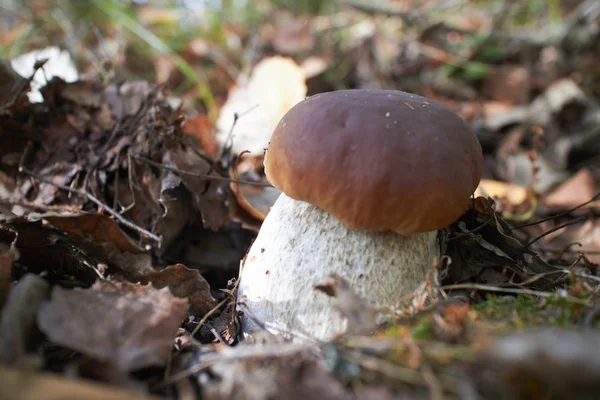 güneşli gün boyunca ormanda kahverengi mantar