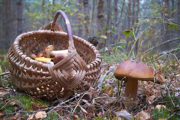 Плетеная Корзина Свежими Грибами Осеннем Лесу — стоковое фото