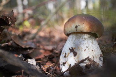 Boletus mantar yakın çekim