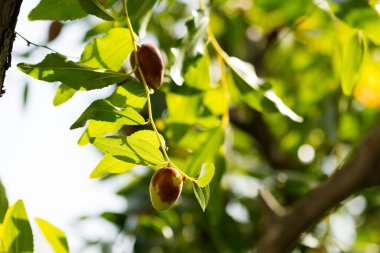 yaz güneşi altında yeşil zeytin ağacı