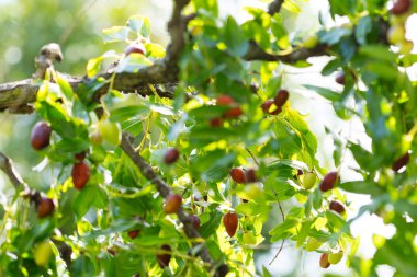 yaz güneşi altında yeşil zeytin ağacı