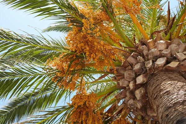 yaz güneşi altında yeşil palmiye yaprakları