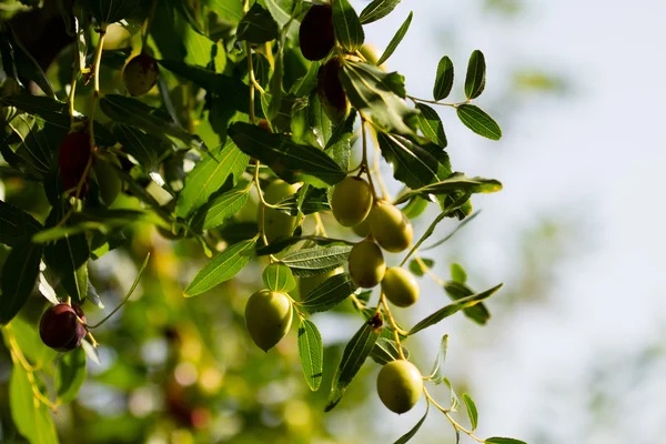 green olive tree under summer sun