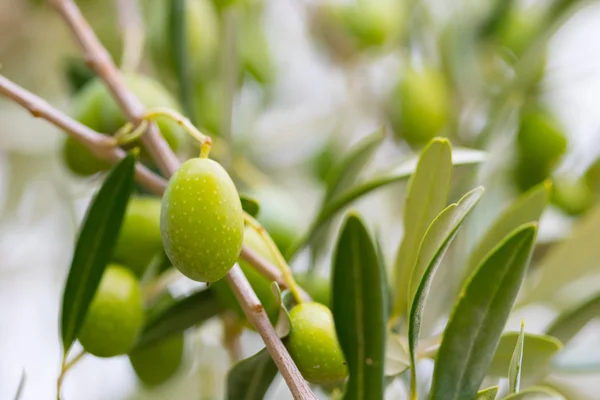 Olivo Verde Bajo Sol Verano — Foto de Stock