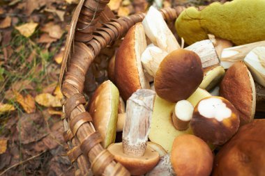 mantar sepeti yakın çekim