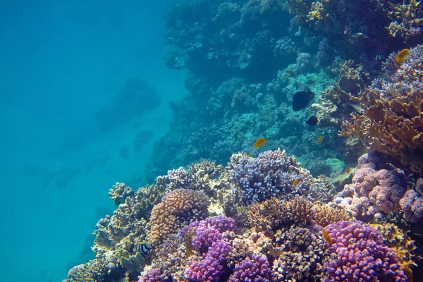 Tropical Coral reef — Stock Photo, Image