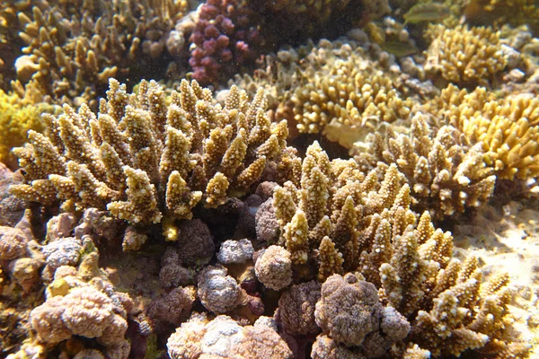 Τροπικός κοραλλιογενής ύφαλος — Φωτογραφία Αρχείου