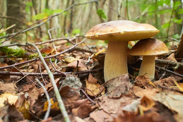 Two brown mushrooms — Stock Photo, Image