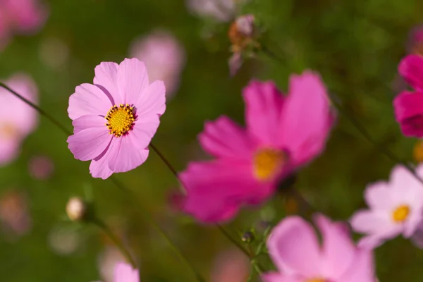 Flores cosmos coloridos — Foto de Stock