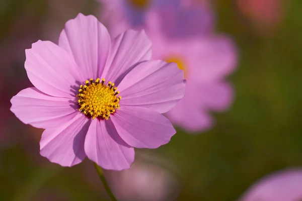 Flores cosmos coloridos — Foto de Stock