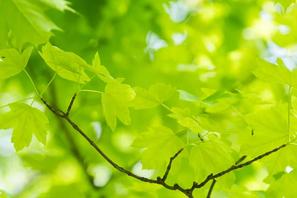 Natura sfondo verde — Foto Stock