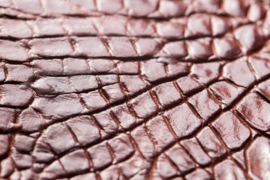 Timsah deri arka plan