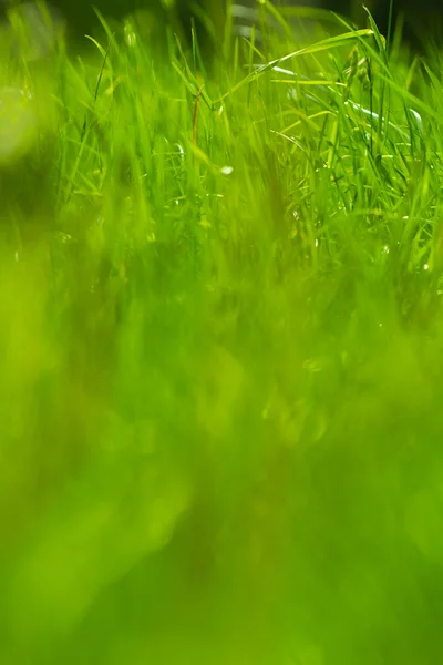 Färgglada grönt gräs — Stockfoto