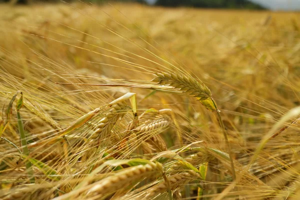Zlatavá Pšeničná Pole Letní Den — Stock fotografie