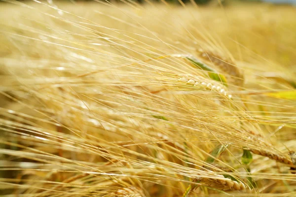 Золотое Пшеничное Поле Летний День — стоковое фото