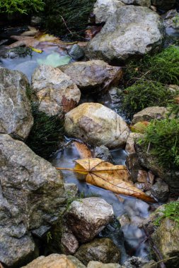 yosun kaplı taşlar arasında akan soğuk akışı