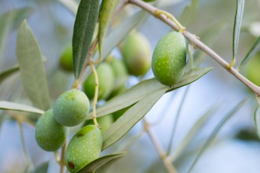 zeytin ağacı dalı