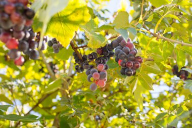 olgunlaşmış üzümler Şubesi