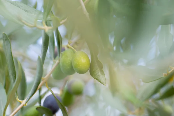 Olive tree branch — Stock Photo, Image