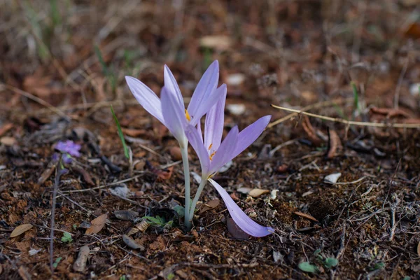 Primavera Púrpura Primeras Flores Suelo —  Fotos de Stock