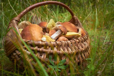 hasır sepet içinde mantar