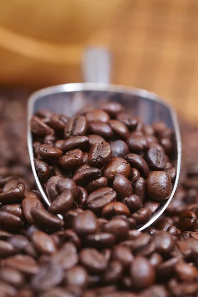 Coffee beans in scoop — Stock Photo, Image